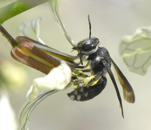 Andrena agilissima